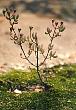blume2.jpg