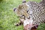 cheetahfarm3.jpg