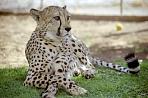 cheetahfarm4.jpg