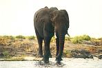 chobeelefant1.jpg