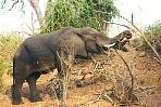 chobeelefant2.jpg
