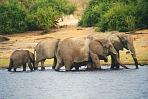 chobeelefant3.jpg