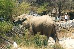etoshaelefant1.jpg