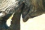 etoshaelefant2.jpg