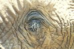 etoshaelefant3.jpg