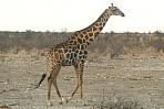 etoshagiraffe1.jpg