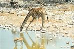etoshagiraffe2.jpg