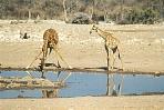etoshagiraffe4.jpg