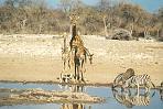 etoshagiraffenzebras2.jpg