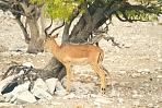 etoshaimpala.jpg