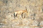 etoshakuhantilope.jpg