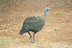 etoshaperlhuhn.jpg