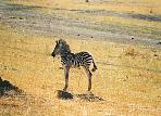 gwayizebra.jpg