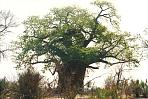 mahangobaobab1.jpg