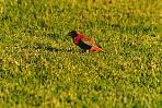 southernredbishop.jpg