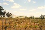 stellenbosch1.jpg