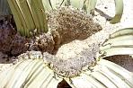 welwitschia2.jpg