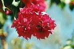 blume1.jpg