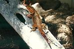 cairnswildpark2.jpg