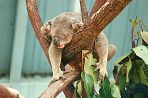 cairnswildpark4.jpg