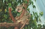 cairnswildpark5.jpg
