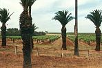 clarevalley1.jpg