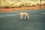 dingo1.jpg