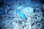 divedoktorfisch.jpg