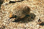 healesvilleechidna.jpg