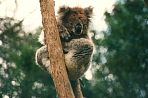 healesvillekoala2.jpg