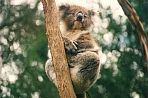 healesvillekoala3.jpg