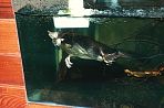 healesvilleplatypus1.jpg