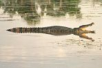 kakadualligator.jpg