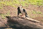kakaduschlangenhalsvogel.jpg
