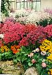 melbourneblumen1.jpg