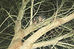 oppossum.jpg