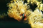 sidneyanemone.jpg