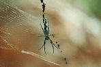 spinne1.jpg