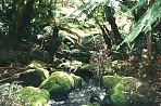 tasmanmarakoopacave1.jpg
