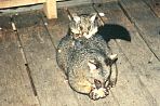 tasmanopossums1.jpg
