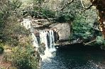 tasmanpencilpinefalls.jpg