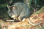 tasmanrufuswallabies1.jpg
