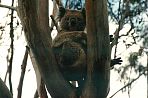 towerhillnpkoala.jpg