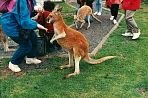 wildlifeparkkaenguruh.jpg