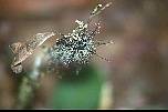 br961117raupe.jpg