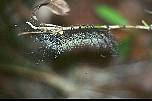 br961118raupe.jpg