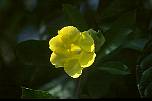 br961127gelbeblume.jpg