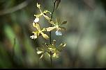 br961128orchidee.jpg