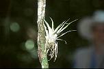 br961131schmarotzeranbaumbromelie.jpg