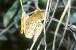 br961216frosch.jpg